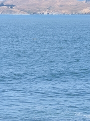 Eschrichtius robustus