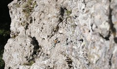 Sceloporus mucronatus