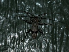 Graphisurus despectus