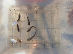 Eucinostomus argenteus