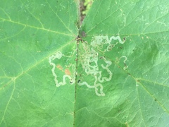 Phytomyza spondylii group
