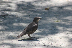 Sturnus vulgaris