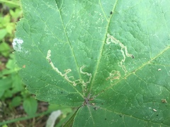 Phytomyza spondylii group