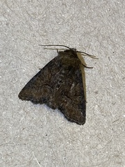 Oligia strigilis