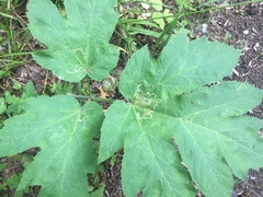 Phytomyza spondylii group