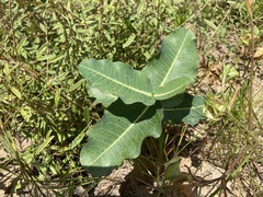 Asclepias amplexicaulis
