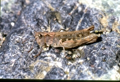 Chorthippus corsicus