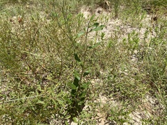 Asclepias tomentosa