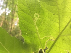 Phytomyza spondylii group
