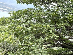 Endospermum chinense