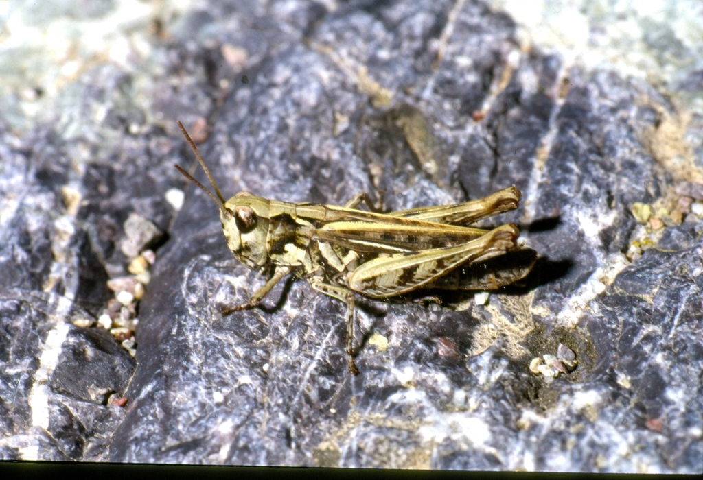 Chorthippus corsicus
