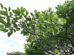 Endospermum chinense