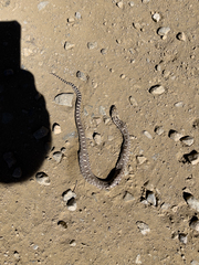 Pituophis catenifer deserticola