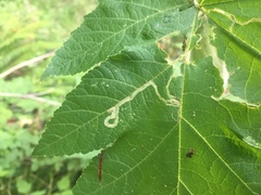 Phytomyza spondylii group