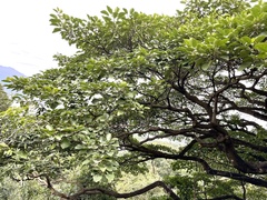 Endospermum chinense