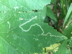 Phytomyza spondylii group