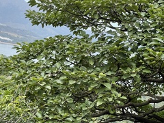 Endospermum chinense