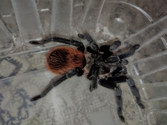 Tliltocatl epicureanus