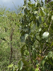 Annona squamosa