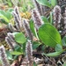 Salix chamissonis - Photo (c) jesse_keck, algunos derechos reservados (CC BY-NC)