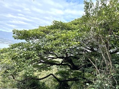 Endospermum chinense