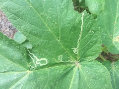 Phytomyza spondylii group