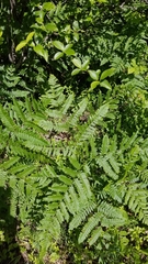 Pteridium latiusculum
