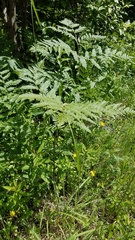 Pteridium latiusculum