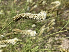 Dalea phleoides