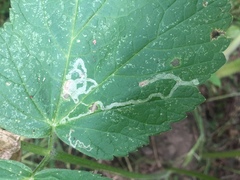 Phytomyza spondylii group