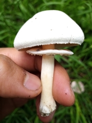 Agaricaceae