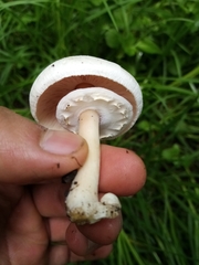Agaricaceae