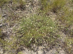 Dalea phleoides