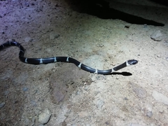 Tropidodipsas philippii