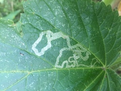 Phytomyza spondylii group