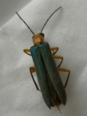Nacerdes waterhousei