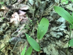 Dichanthelium commutatum commutatum