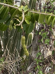 Morisonia hastata