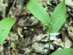 Dichanthelium commutatum commutatum