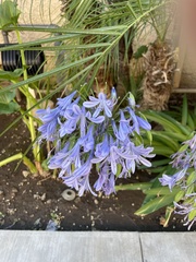 Agapanthus
