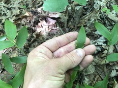 Dichanthelium commutatum commutatum