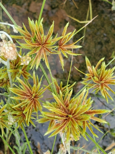 Cyperus oxylepis iNat (1)