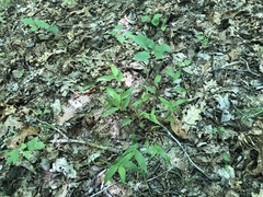 Dichanthelium commutatum commutatum