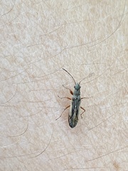Paromius longulus