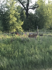 Odocoileus virginianus