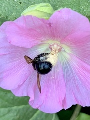 Xylocopa californica