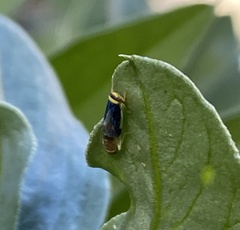 Colladonus montanus montanus