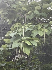 Catalpa