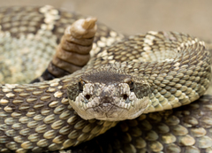 Crotalus oreganus oreganus