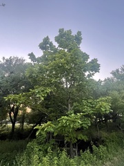 Catalpa